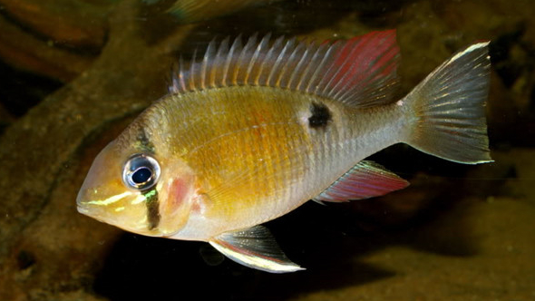 慈鲷品种,慈鲷类型