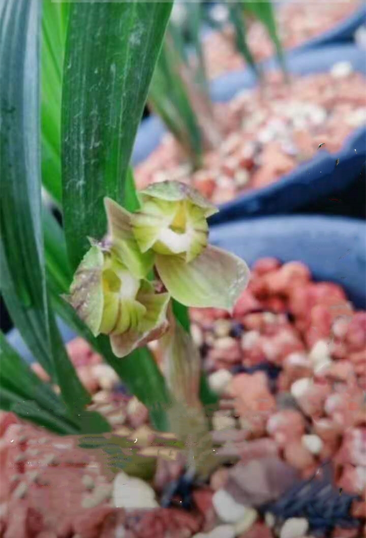 春剑多少钱一株,春剑十大品种排名多少钱一株