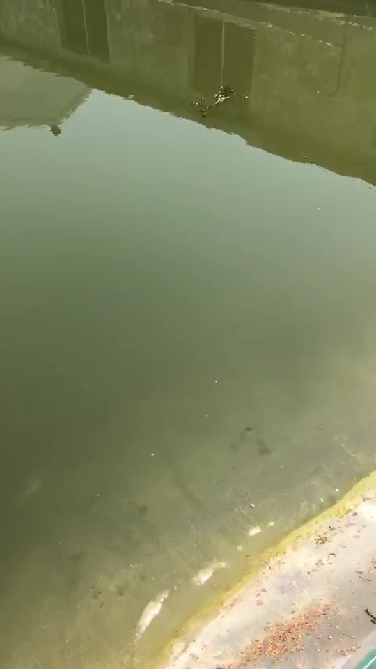 降氨浊水清，一招搞定白浊水