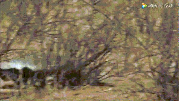 跟狮子抢肉，怼非洲鬣狗，看硬核“平头姐”成长史！