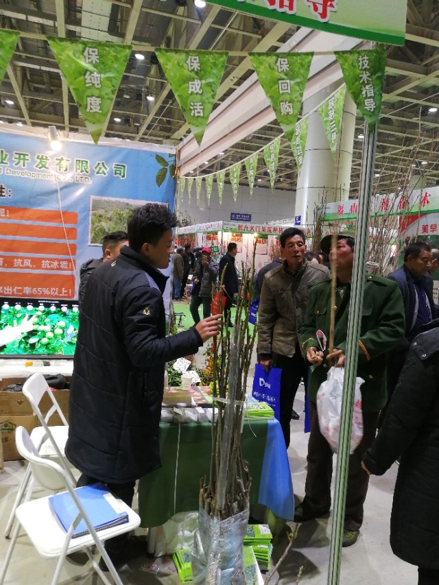 冠核核桃苗多少钱一棵,冠核核桃苗