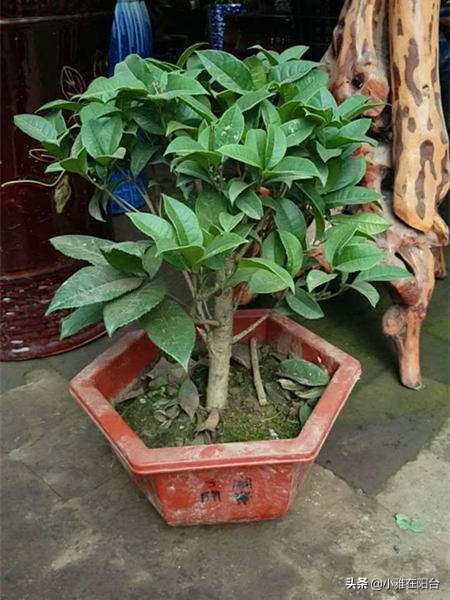 老桩造型桂花盆栽怎么养,盆栽桂花怎么养才能爆盆