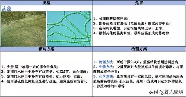 绿藻蓝藻青苔怎么区别,为什么藻类不容易存活