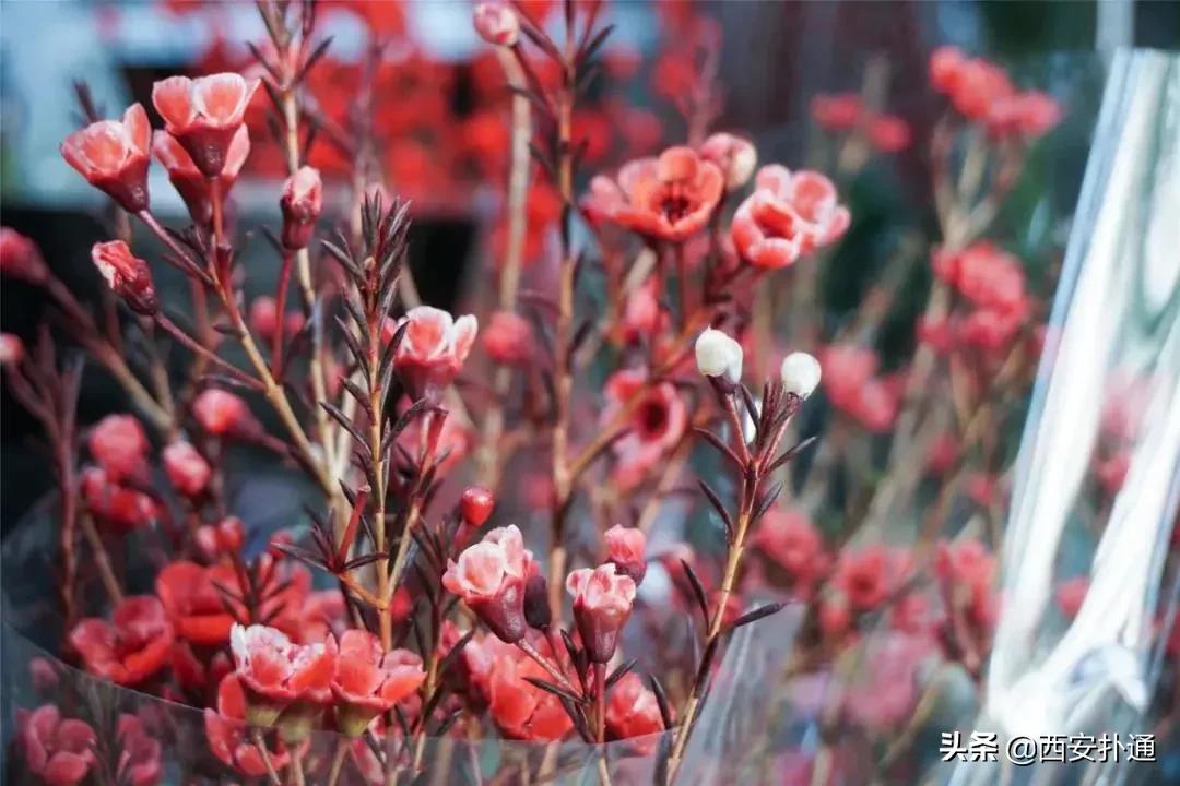 西安花市怎么买花便宜,西安最新花市