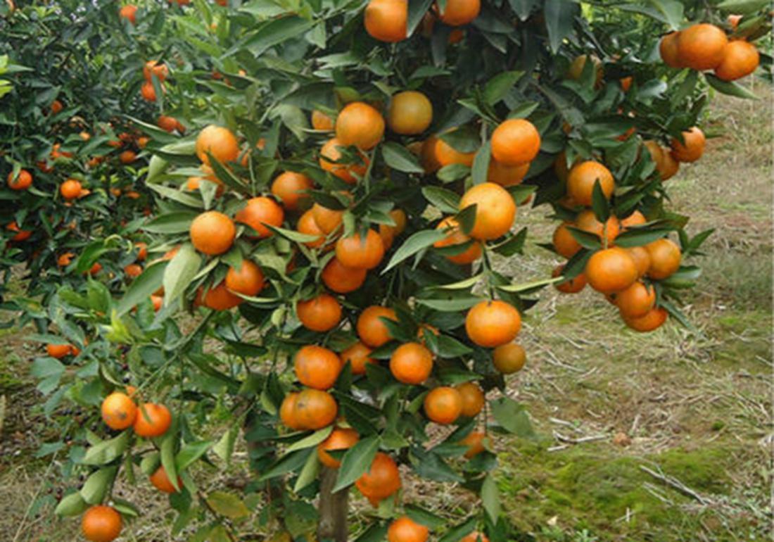 沙糖桔种植后施肥方法,沙糖桔全年的管理技术