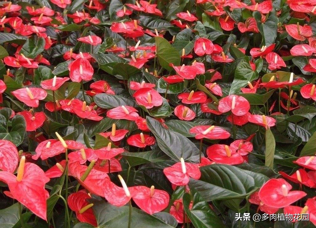 花的寓意富贵吉祥,手掌大的花寓意什么