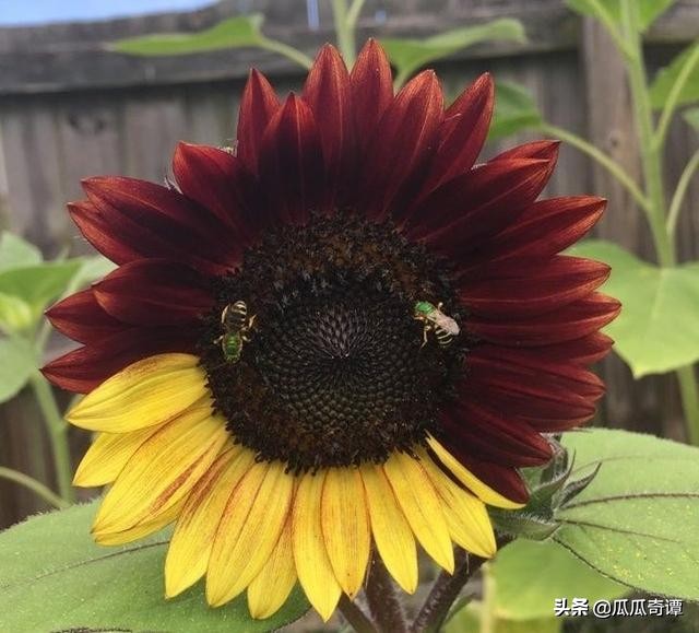 恶魔果实水果性能,恶魔果实图鉴108种属性