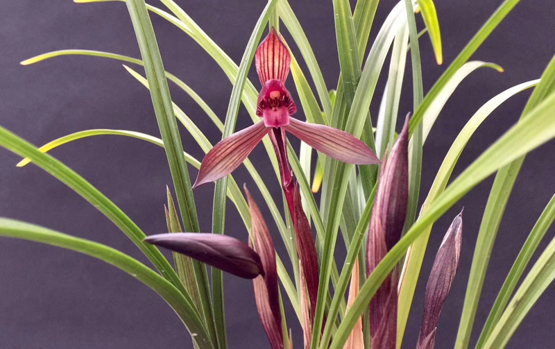 兰花叶片发黑怎么回事,兰花叶片发黑是什么原因