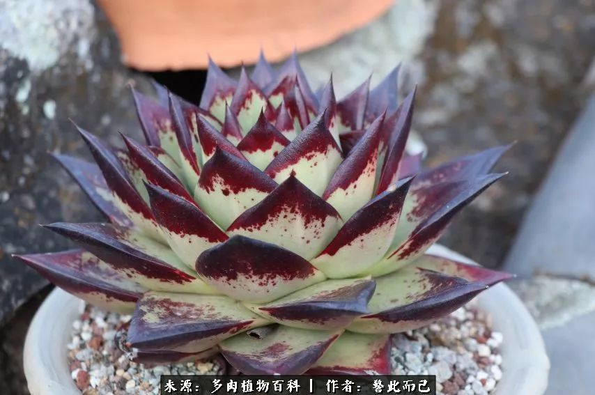 小警察的乌木：红与黑的霸气之美！