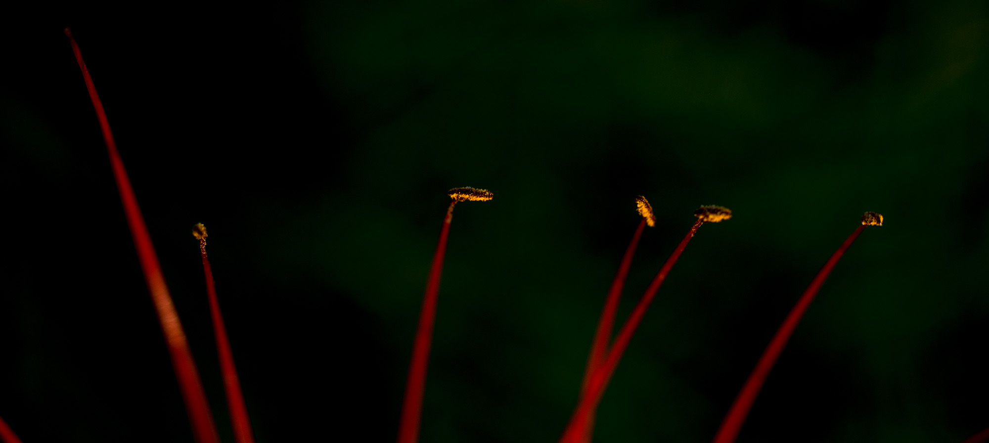 尼康2021年新相机,尼康2021年新相机及镜头展望