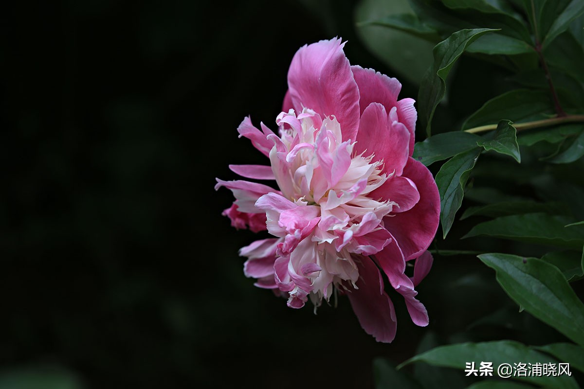 大院绿化的回忆——顺便看看院里的芍药定个究竟有多少种？