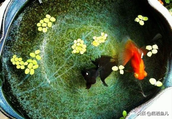 古法养鱼室外怎么过冬浙江,北方古法养鱼怎么过冬