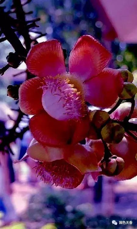 菩提花开观自在,菩提花开见性成佛