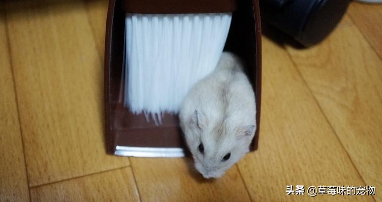 仓鼠在室内丢了怎么找到它,仓鼠失踪