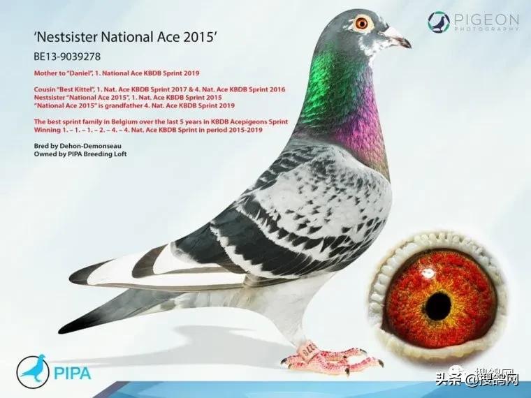 比利时速度鸽,比利时速霸龙赛鸽