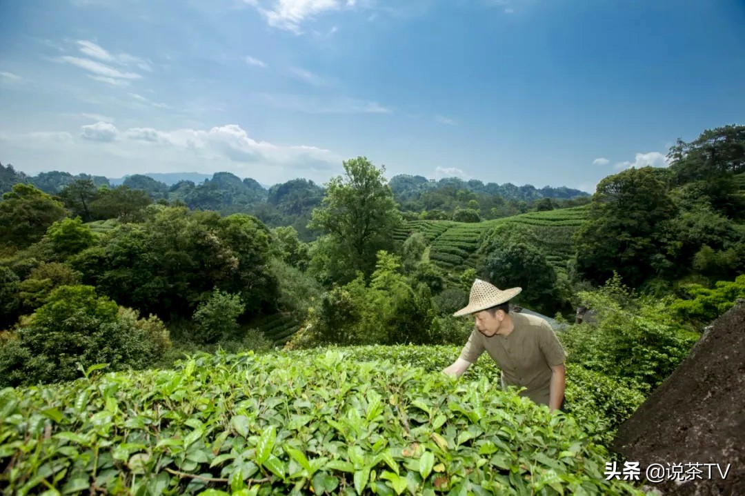 一家值得推荐的茶叶店,古朴典雅的茶叶店