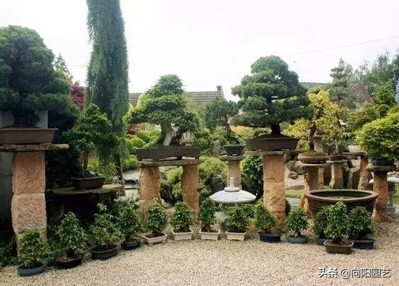 盆景应该怎么养才好看,盆景新手入门知识盆景的基本属性