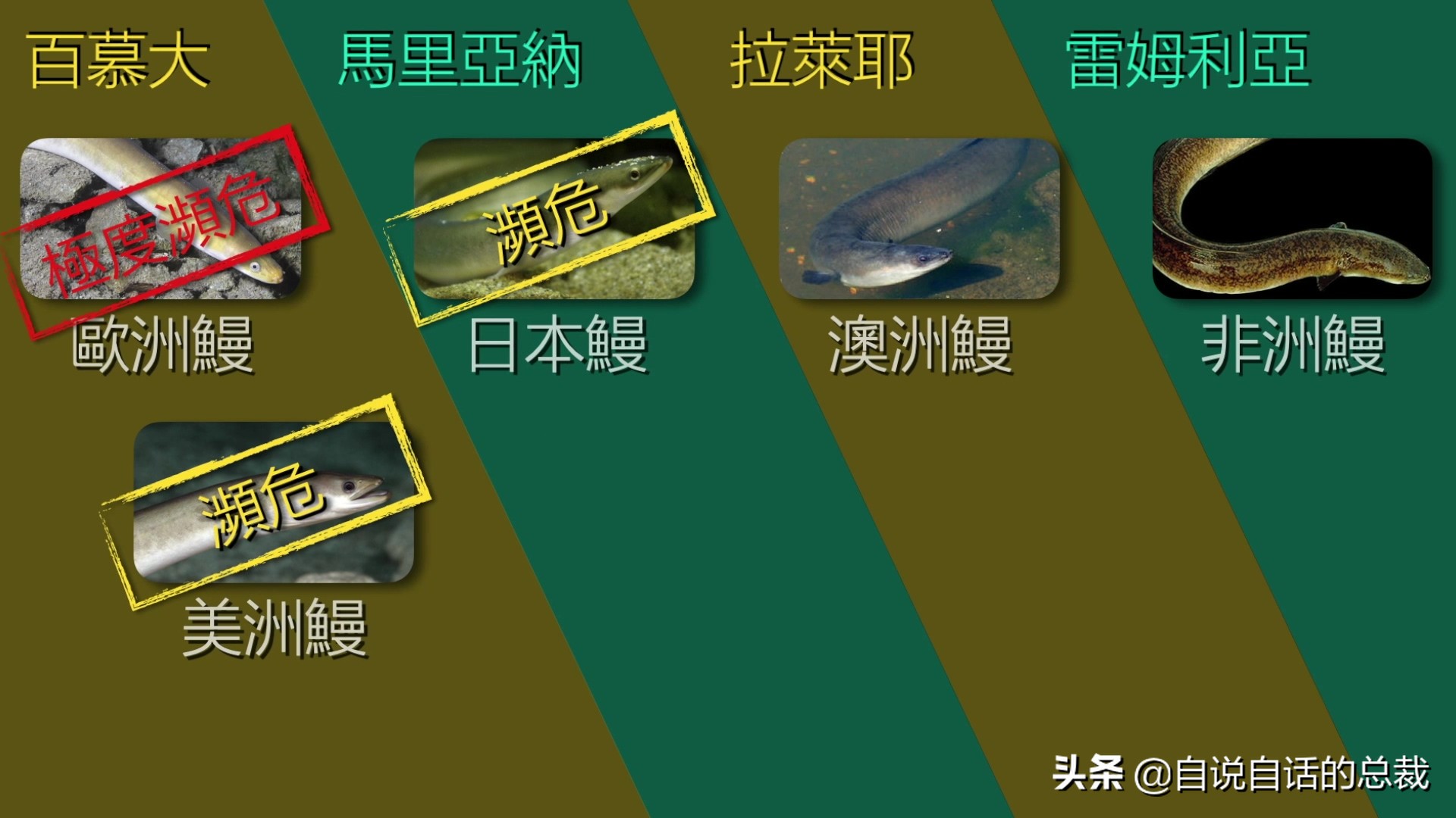 原来，你吃的鳗鱼，每一只都见过海底深渊的秘密｜自说自话的总裁