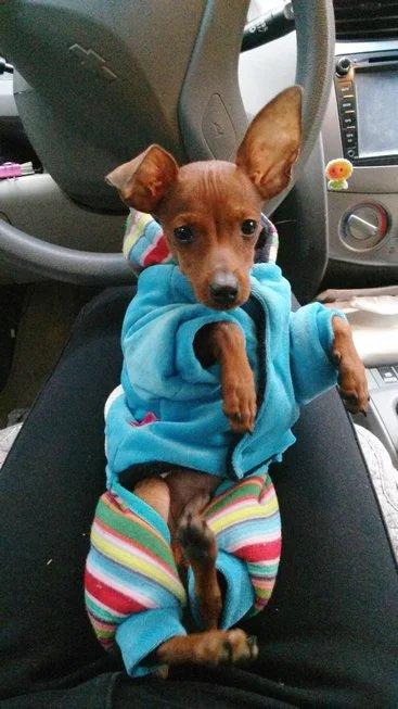 伸舌头的小鹿犬,爱洗澡的小鹿犬