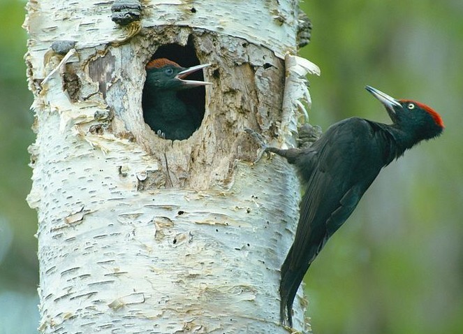 出门小鸟拉屎在身上有什么讲究,为什么鸟拉屎掉头上人会倒霉