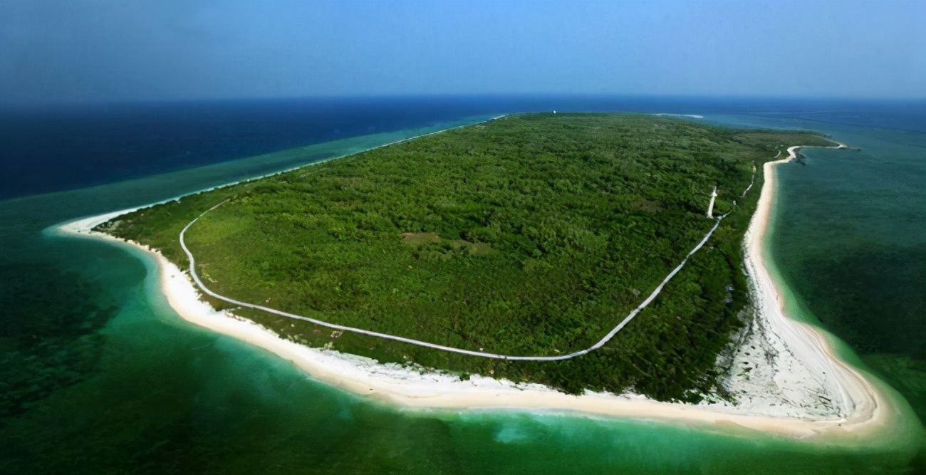 西沙东岛的野牛群是怎么活下来,现在西沙东岛野牛群还有多少