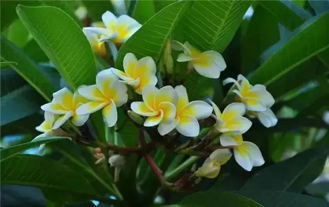 身边常见花卉识别,身边常见的树有哪些