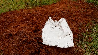 红火蚁出没村民被咬致休克,邕江边红火蚁