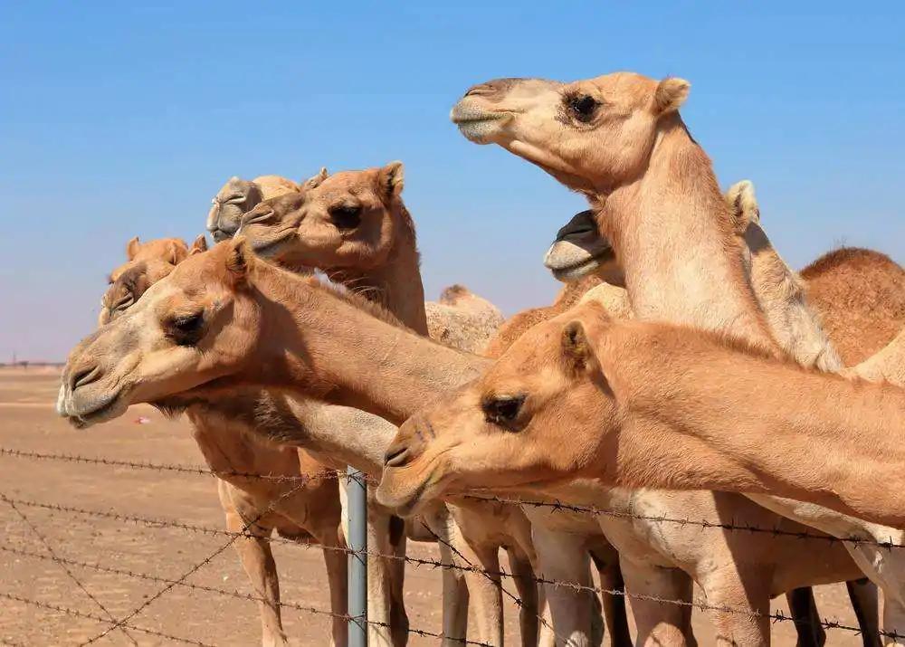 为什么要远离沙漠中渴死的骆驼,沙漠中渴死的骆驼为什么不能碰