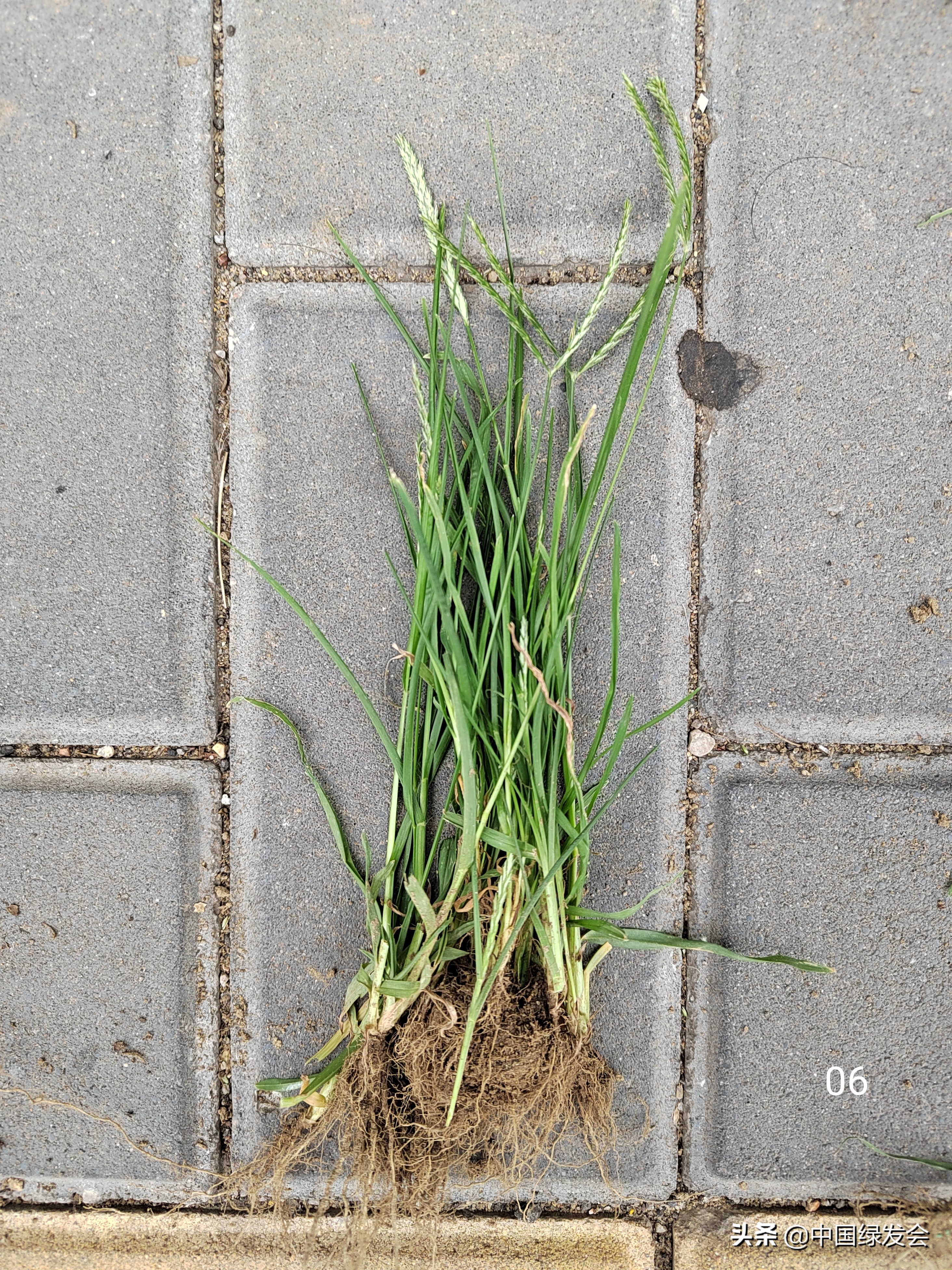 去野草留“精华”，整齐划一的草坪如何体现北京生物多样性？