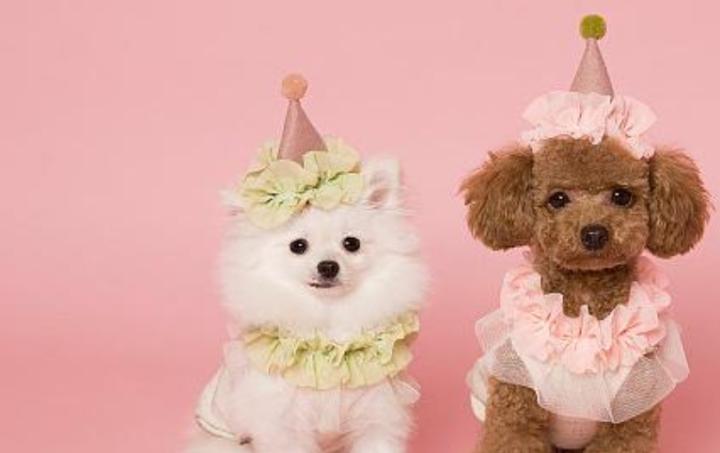 泰迪发奶要吃什么,泰迪春天注意什么