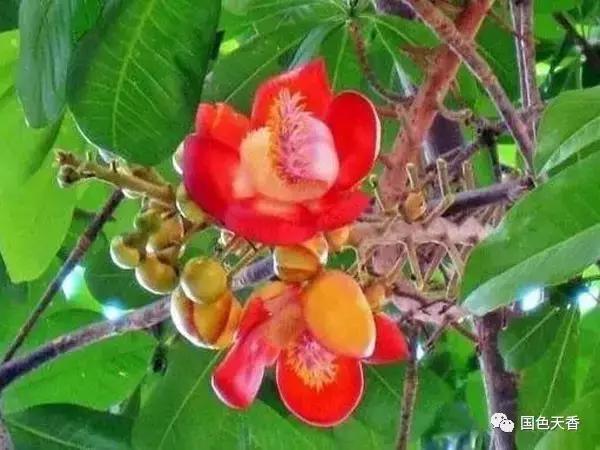 菩提花开观自在,菩提花开见性成佛