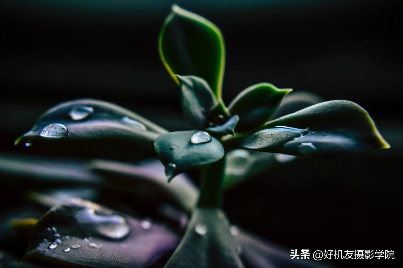 十五种最漂亮的多肉,15种好看的多肉