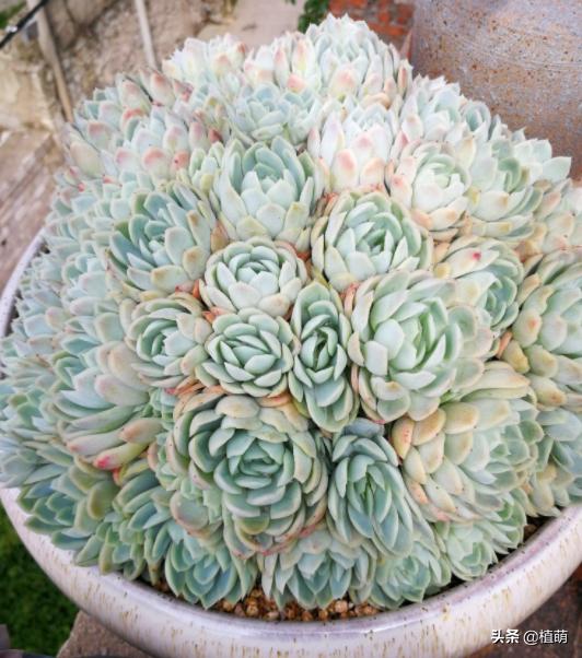 冰梅的养殖方法,冰梅怎么爆盆