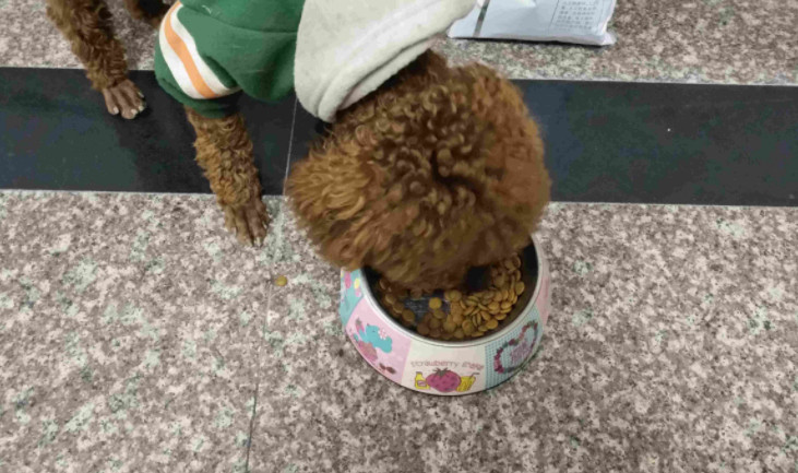 狗粮适口性不好怎么改善,狗粮密封坏了怎么补救