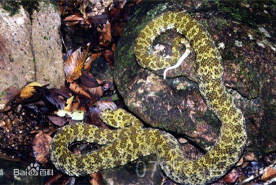 冷血精神病有感情吗,冷血精神病治疗