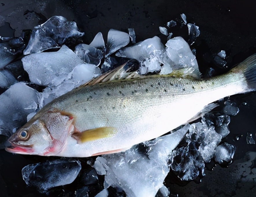 买鲈鱼去海鲜区还是河鲜,怎么挑选鲈鱼最好