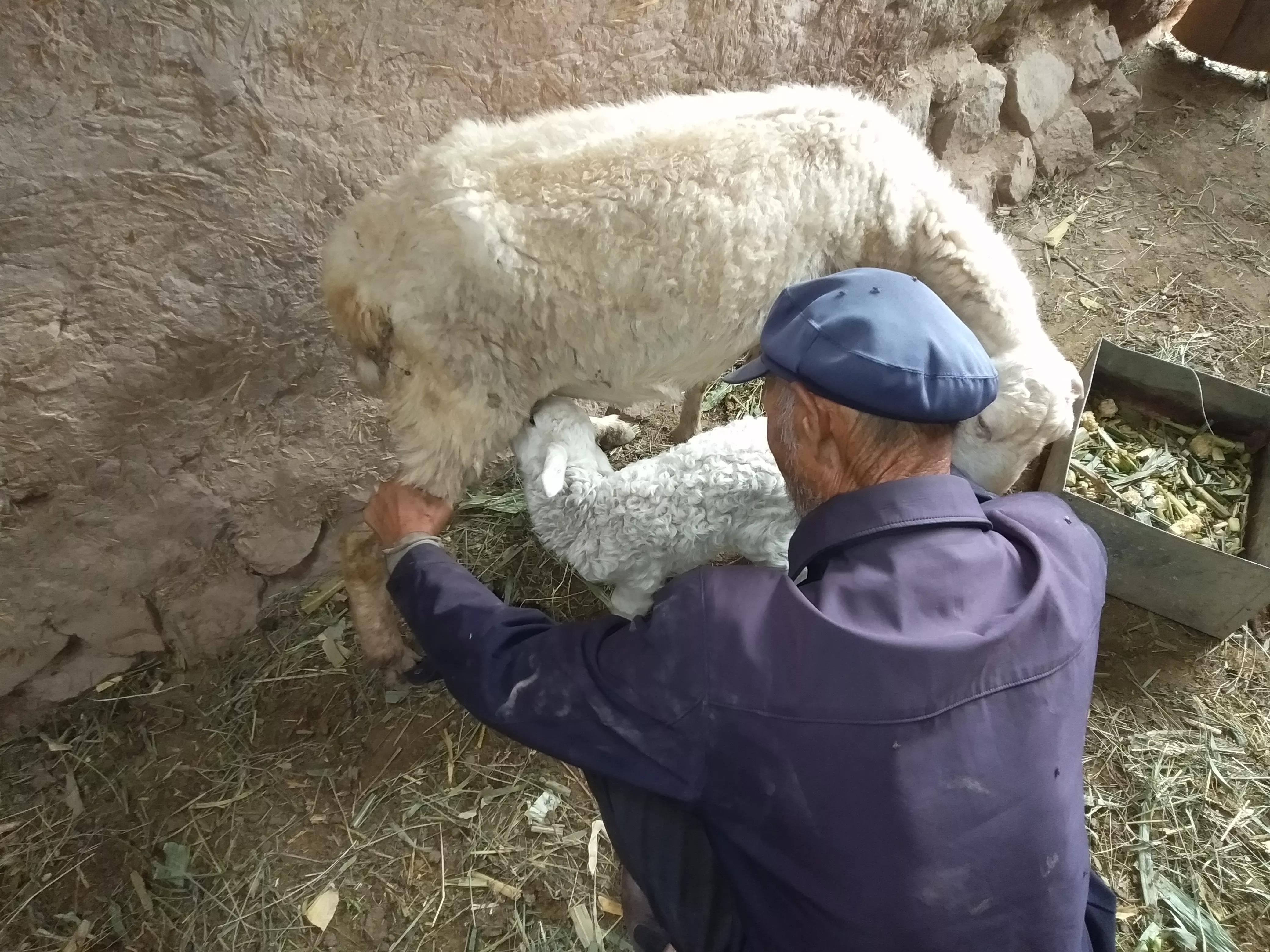 羊价低迷怎么办,羊价下跌到什么时候