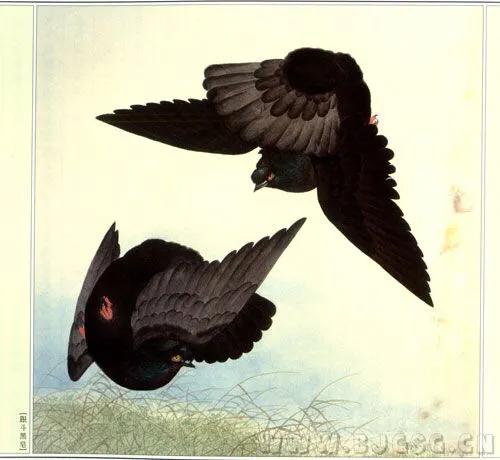 北京鸽哨制作,北京鸽哨晨曲