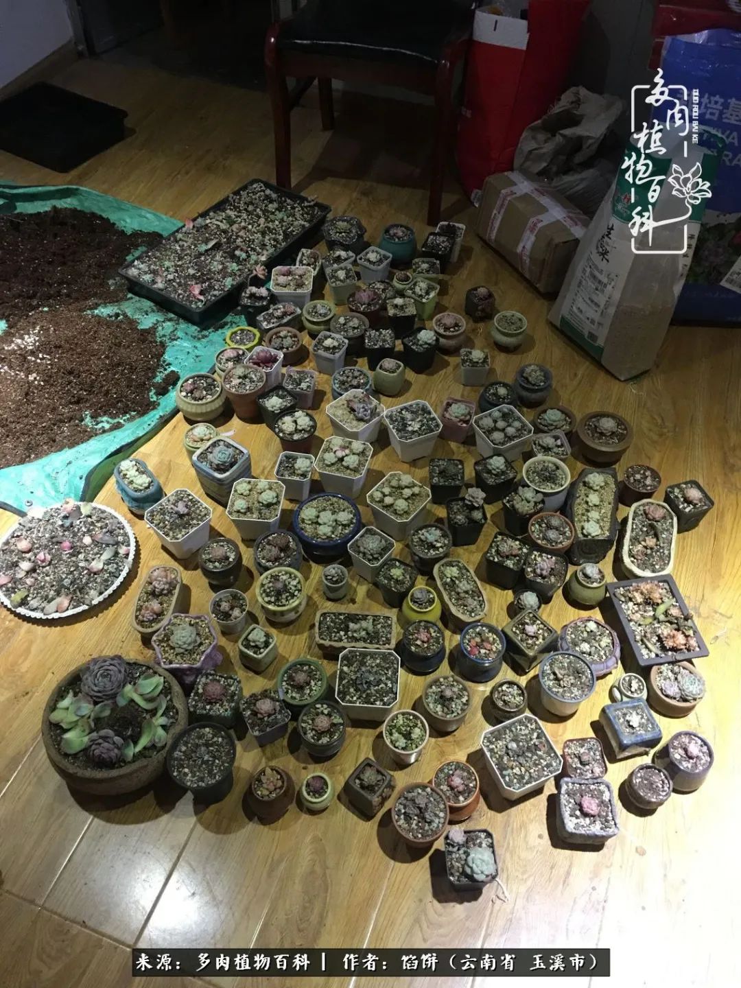 多肉对比图片,多肉对比高清图