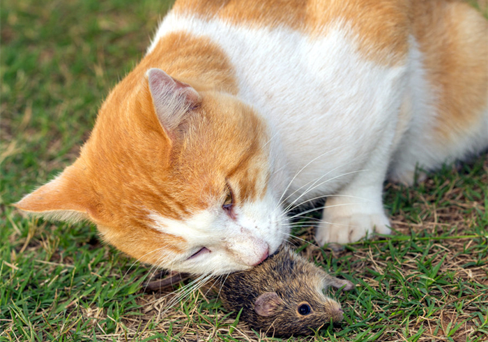 传统喂猫,喂猫技巧视频教程