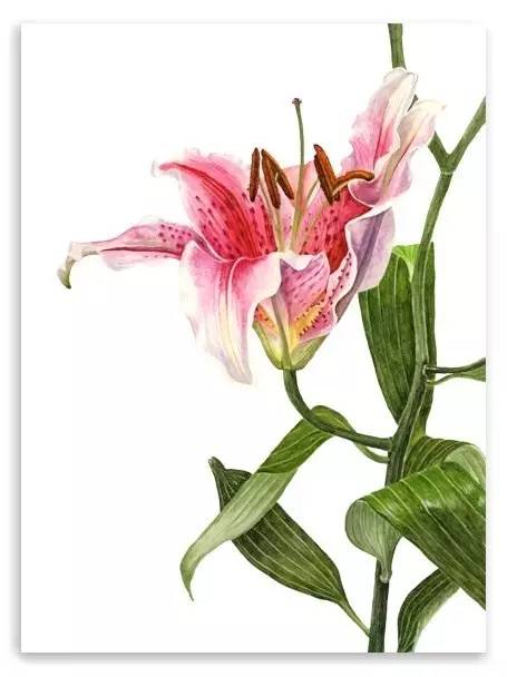 超写实绘画真实吗,超写实的植物绘画