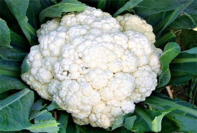 花椰菜种植技术大全,花椰菜种植时间和注意事项