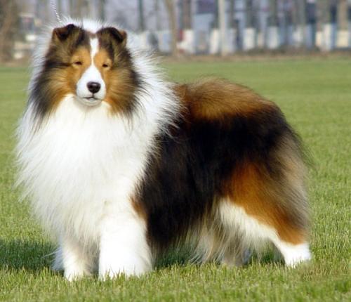 哪种狗最聪明温顺可爱,最聪明的五种狗