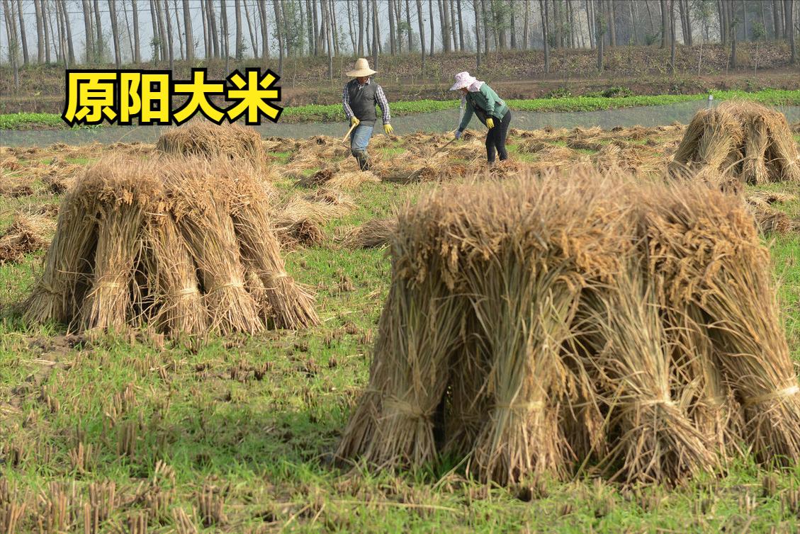 全国最好吃的大米有哪些,大米排名好吃的是哪种米