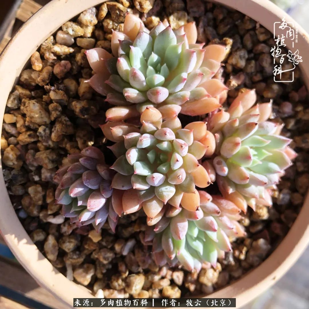 日常生活中常见的多肉植物,多肉植物神奇之处