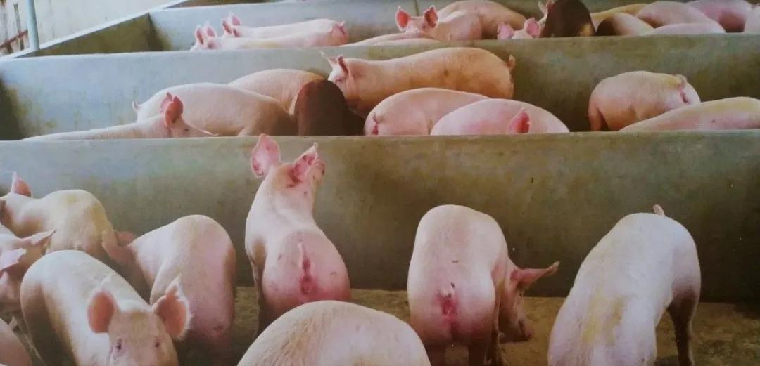 海戟植物多糖成功案例,低载量非瘟感染率低于10%