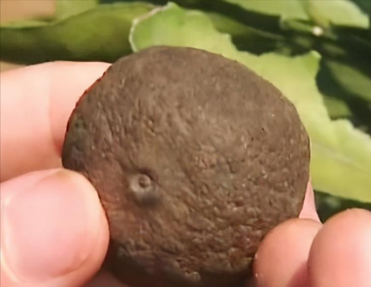 黑皮果锈壁虱,怎么分辨柑橘锈壁虱果和沙皮病果