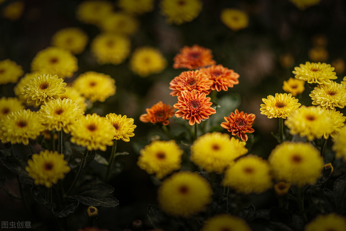 自然摄影入门,如何拍摄生态摄影