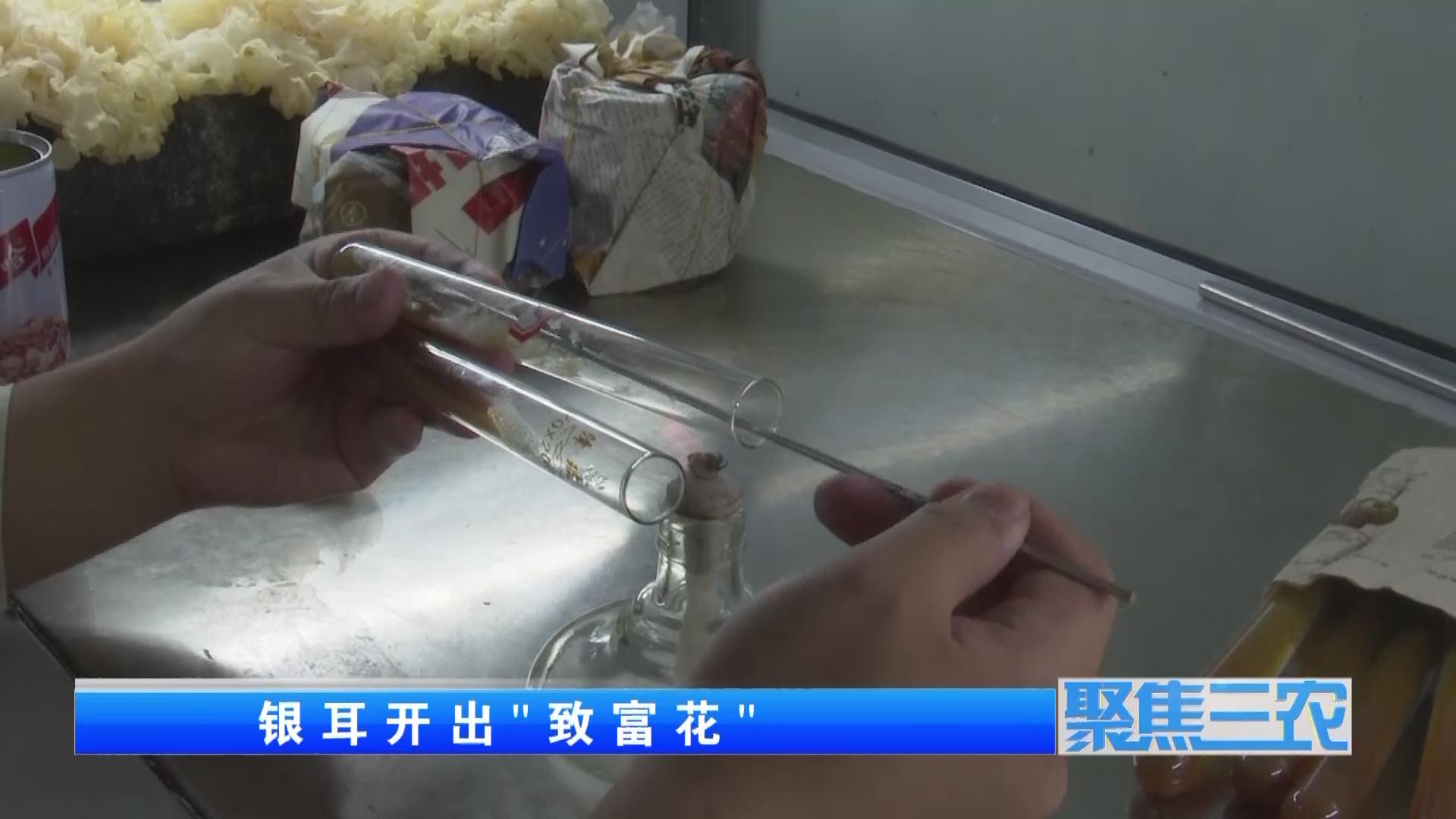 聚焦三农种植蔬菜致富,福建古田银耳栽培致富事例