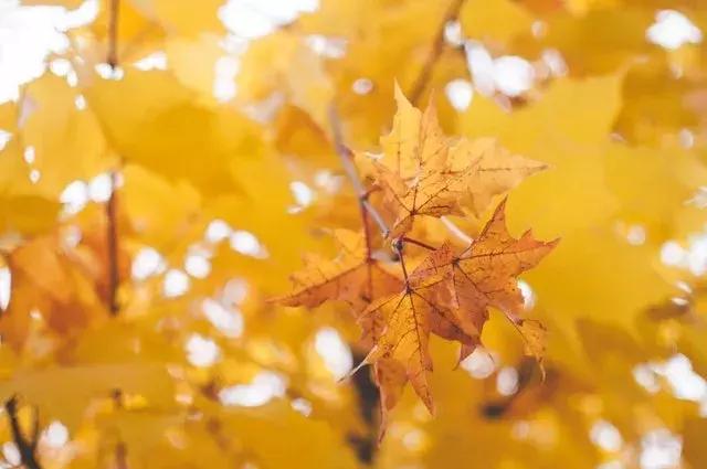 十一本地旅游推荐,十一最适合去哪旅游攻略